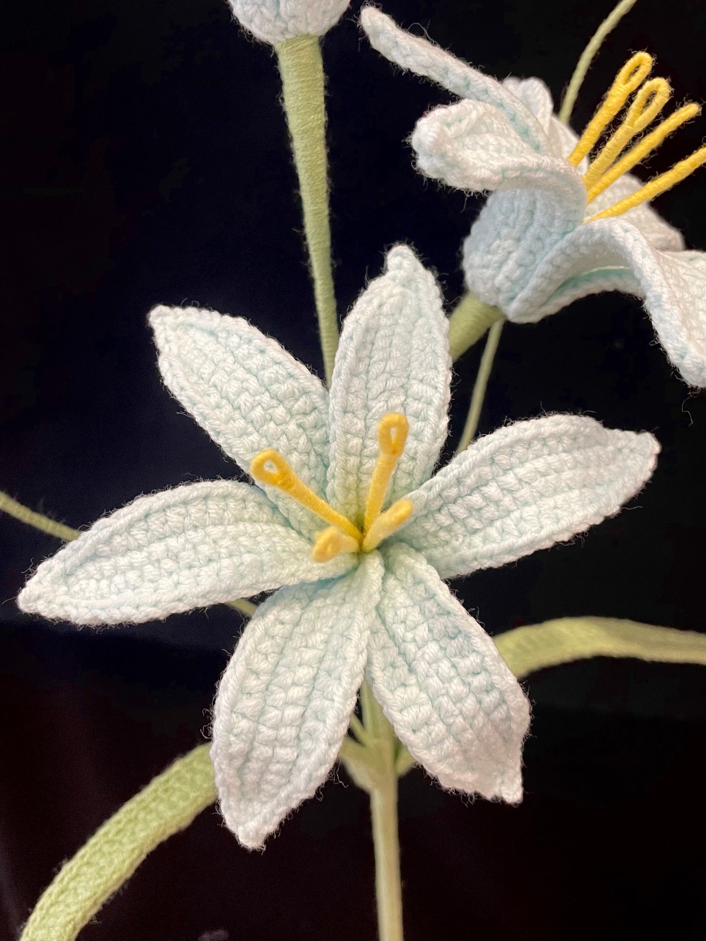 Zephyranthes Candida (Rain Lily)