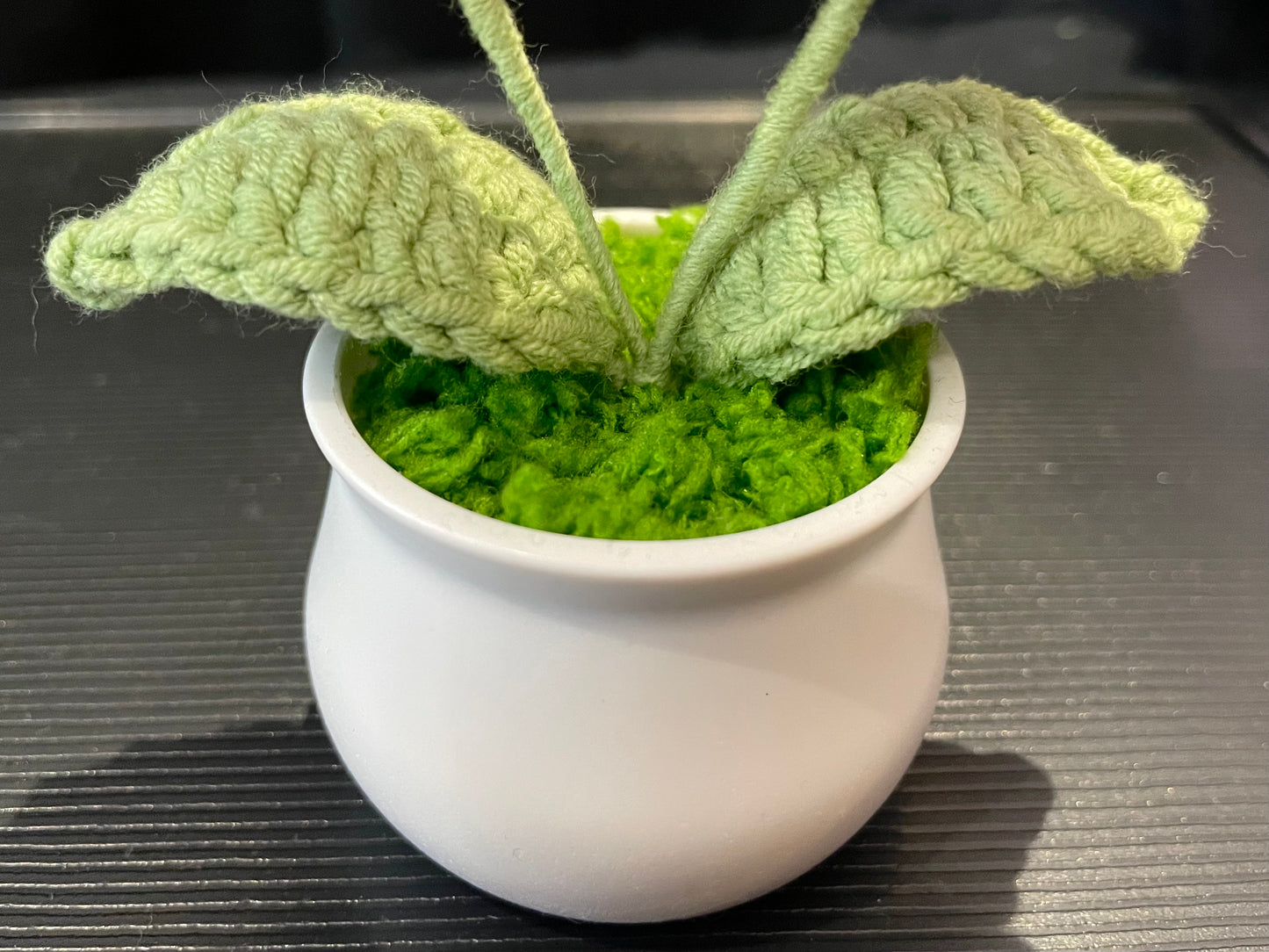 Daisy in White Pot