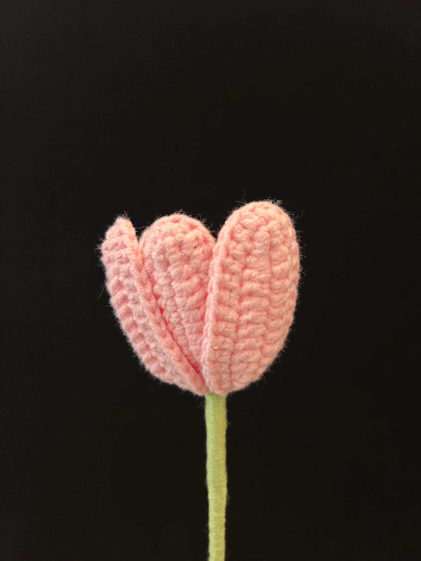 Tulip