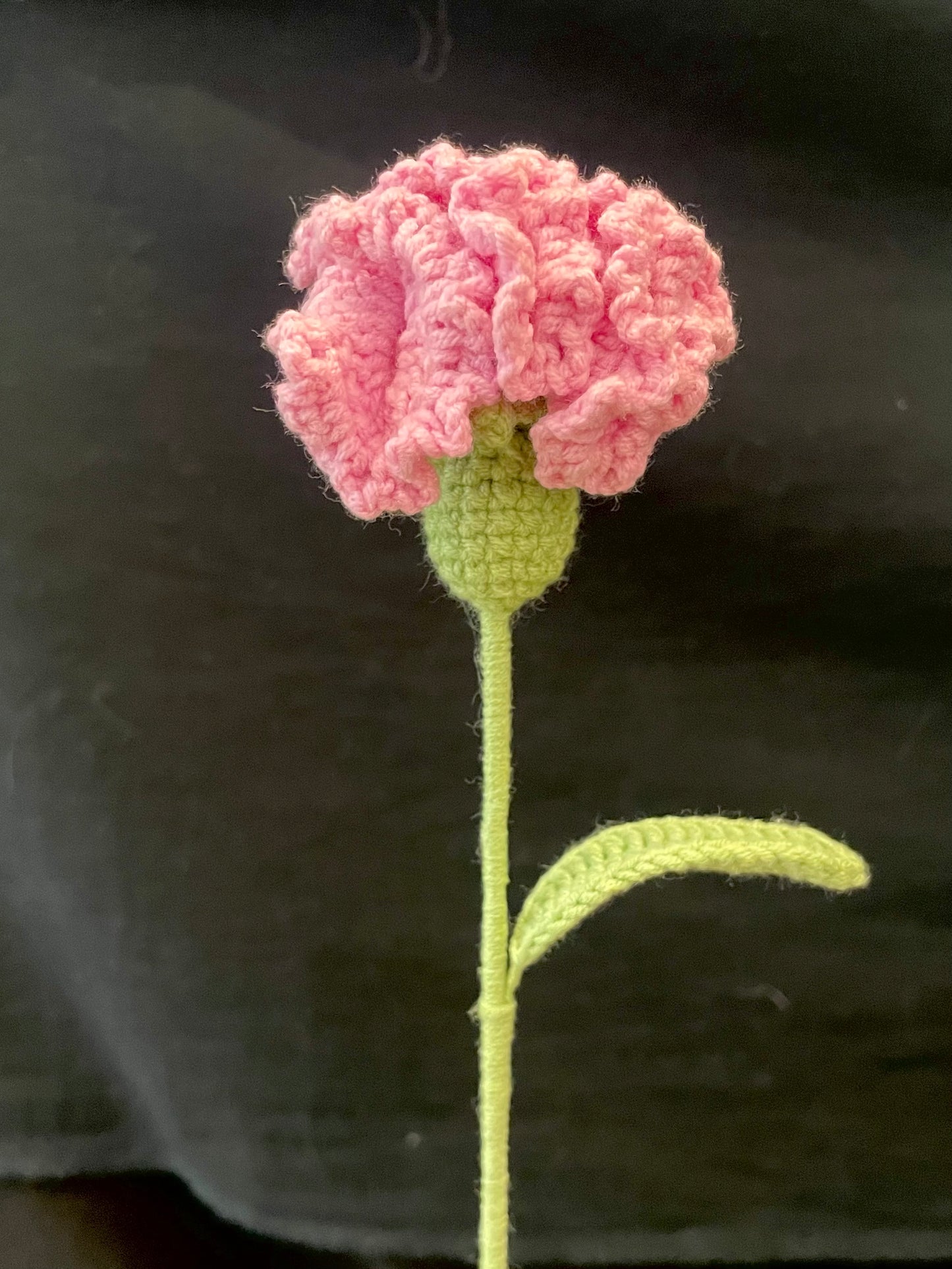 Carnation