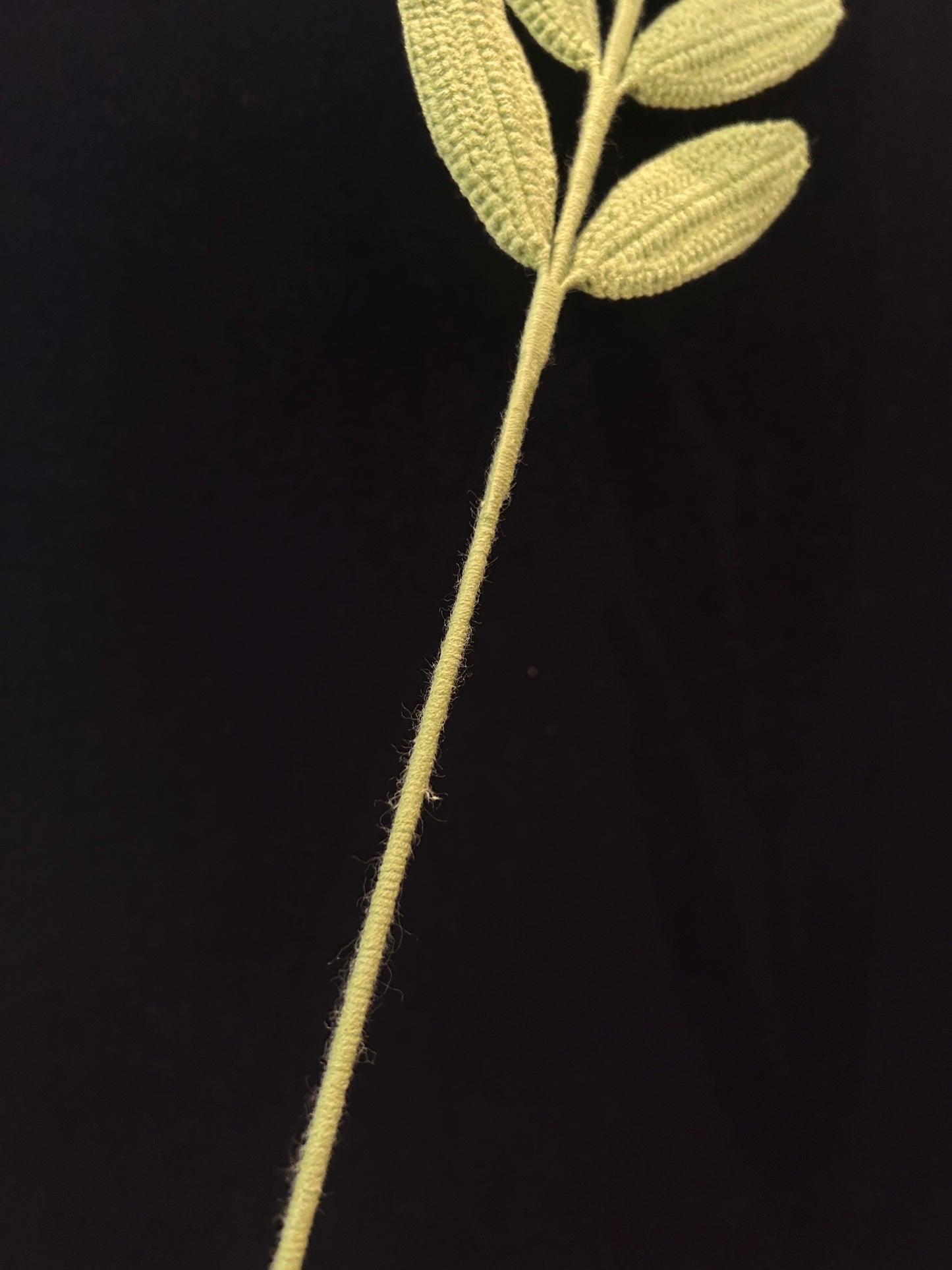 Palmate Leaf