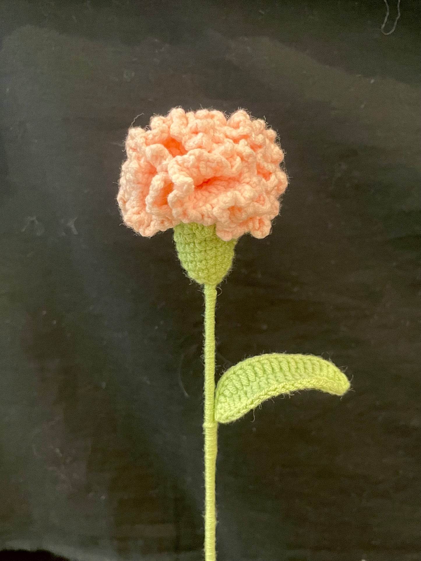 Carnation