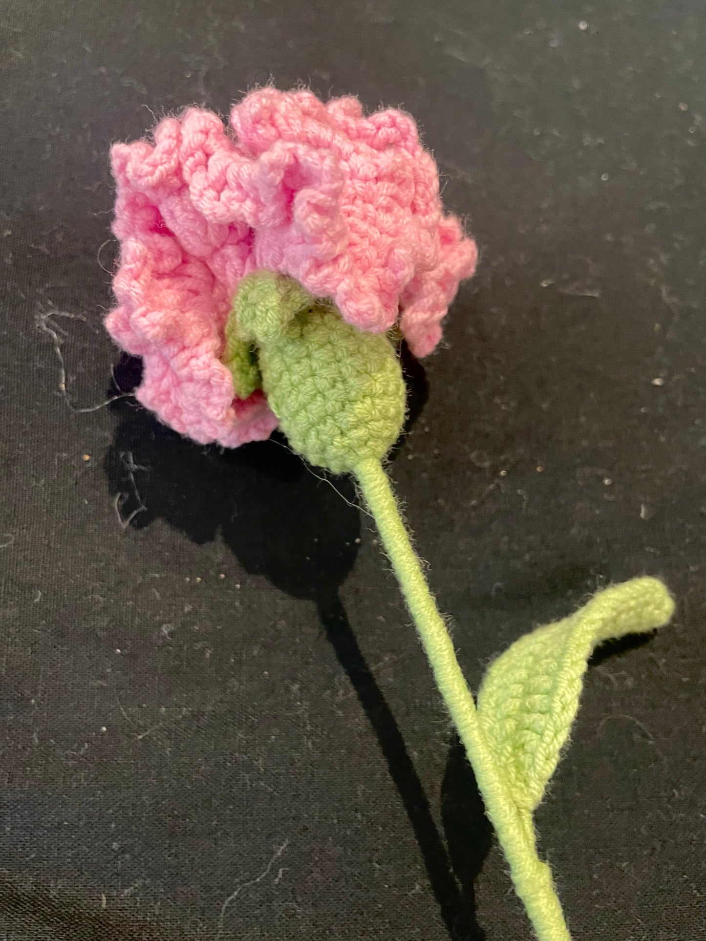 Carnation
