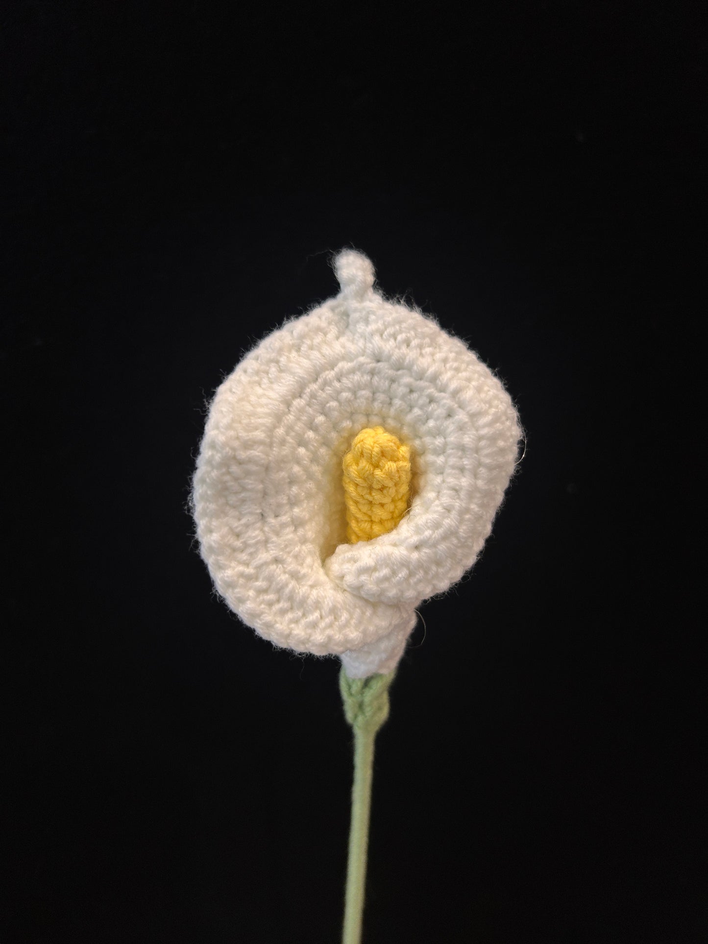 Calla Lily