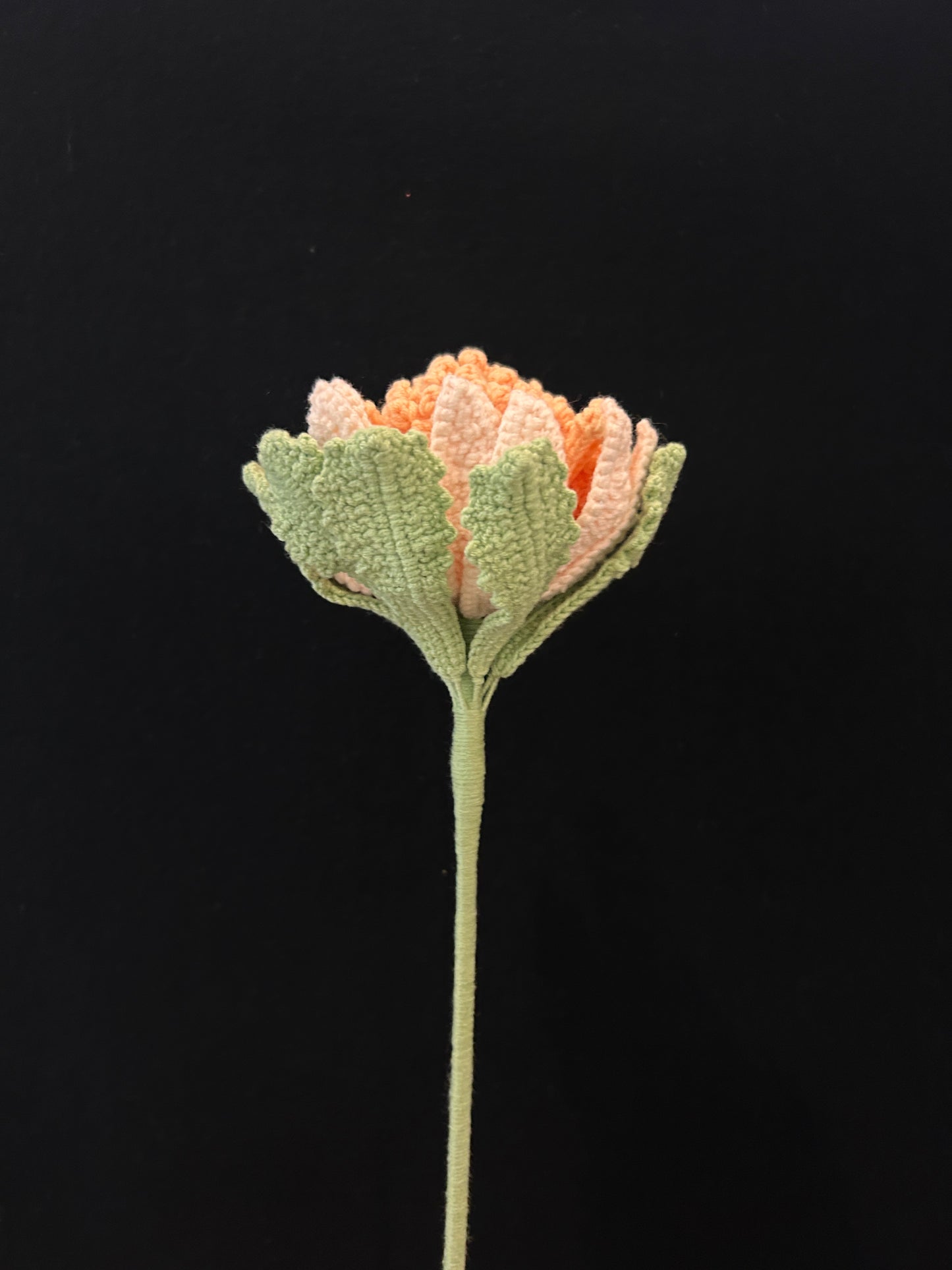Protea