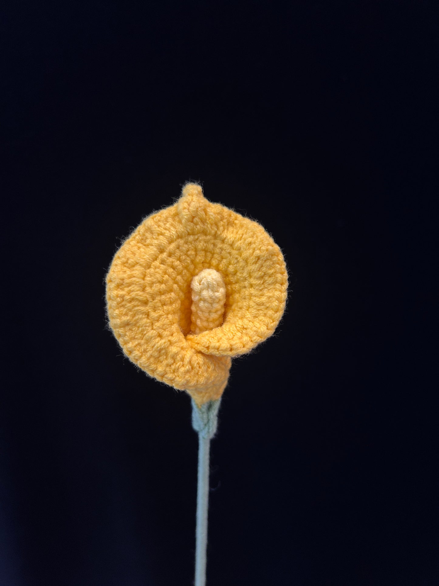 Calla Lily