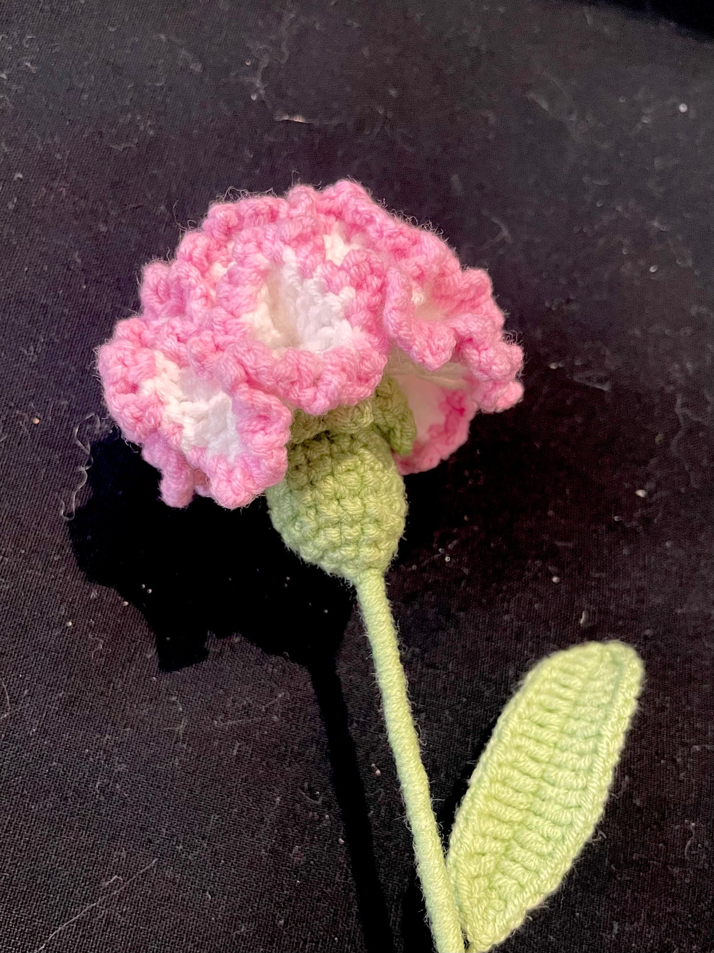Carnation