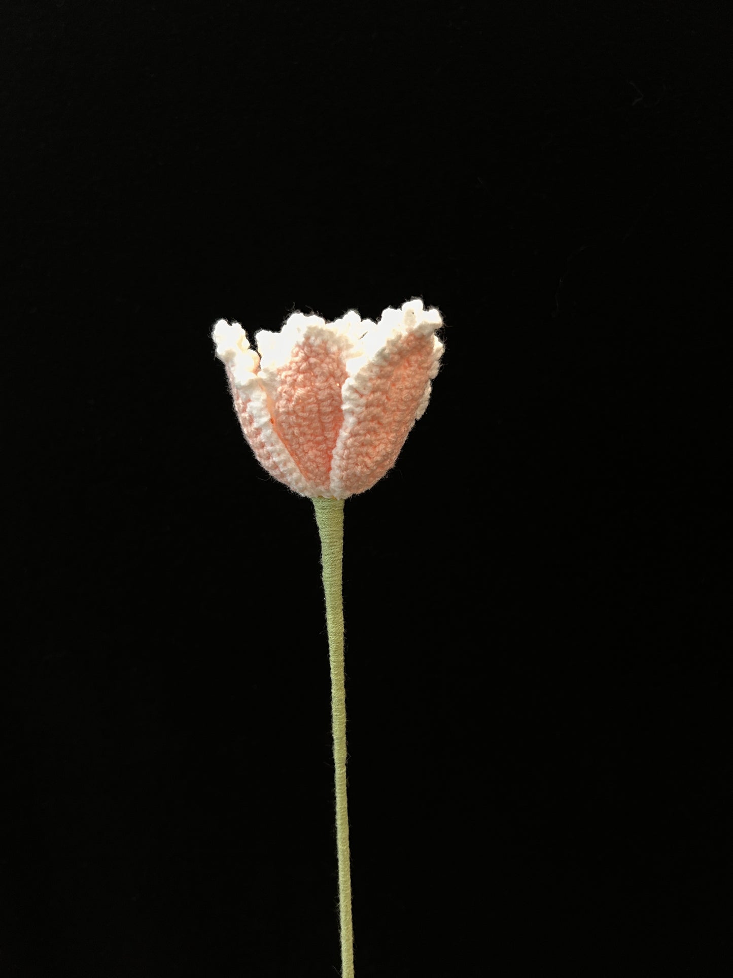 Tulip (Curly Petal)
