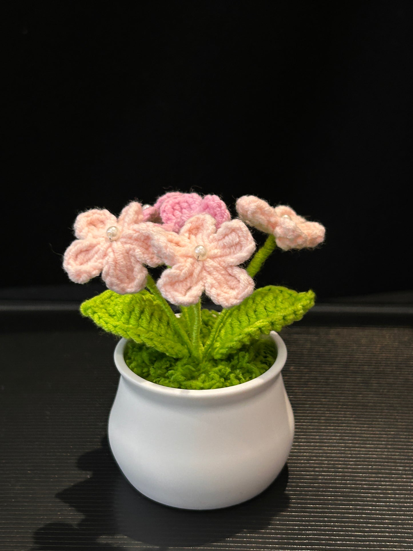 Forget-me-not in White pot