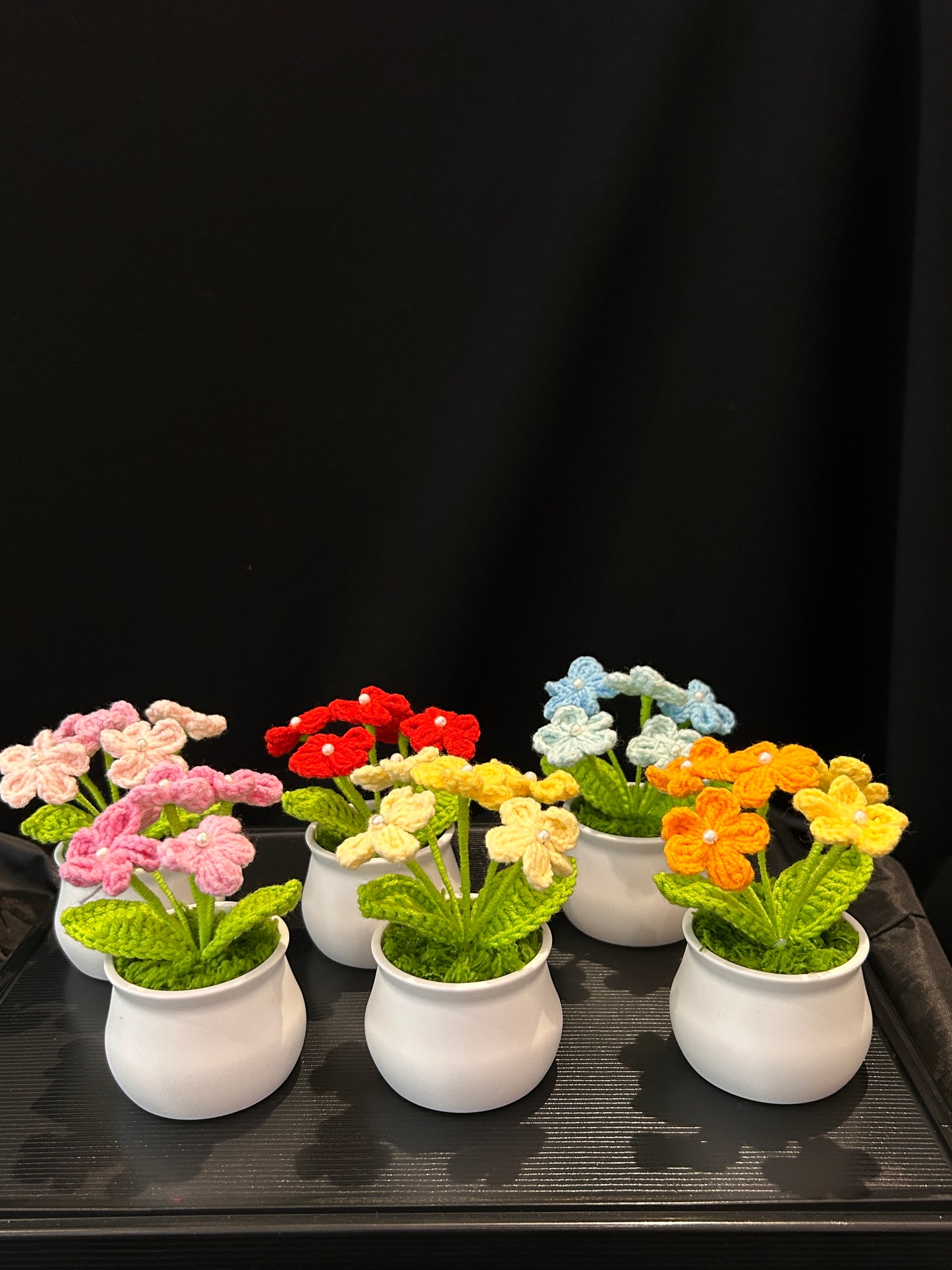Forget-me-not in White pot