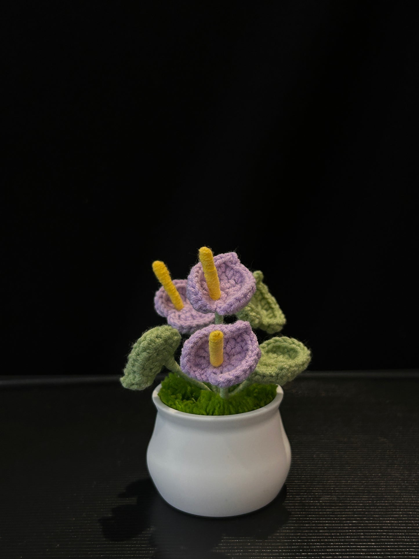 Anthurium in White Pot