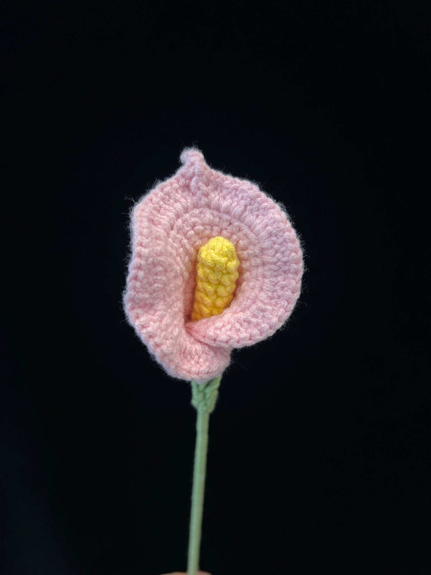 Calla Lily