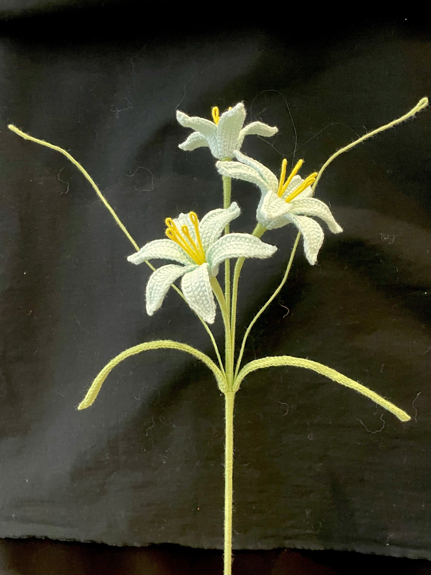 Zephyranthes Candida (Rain Lily)