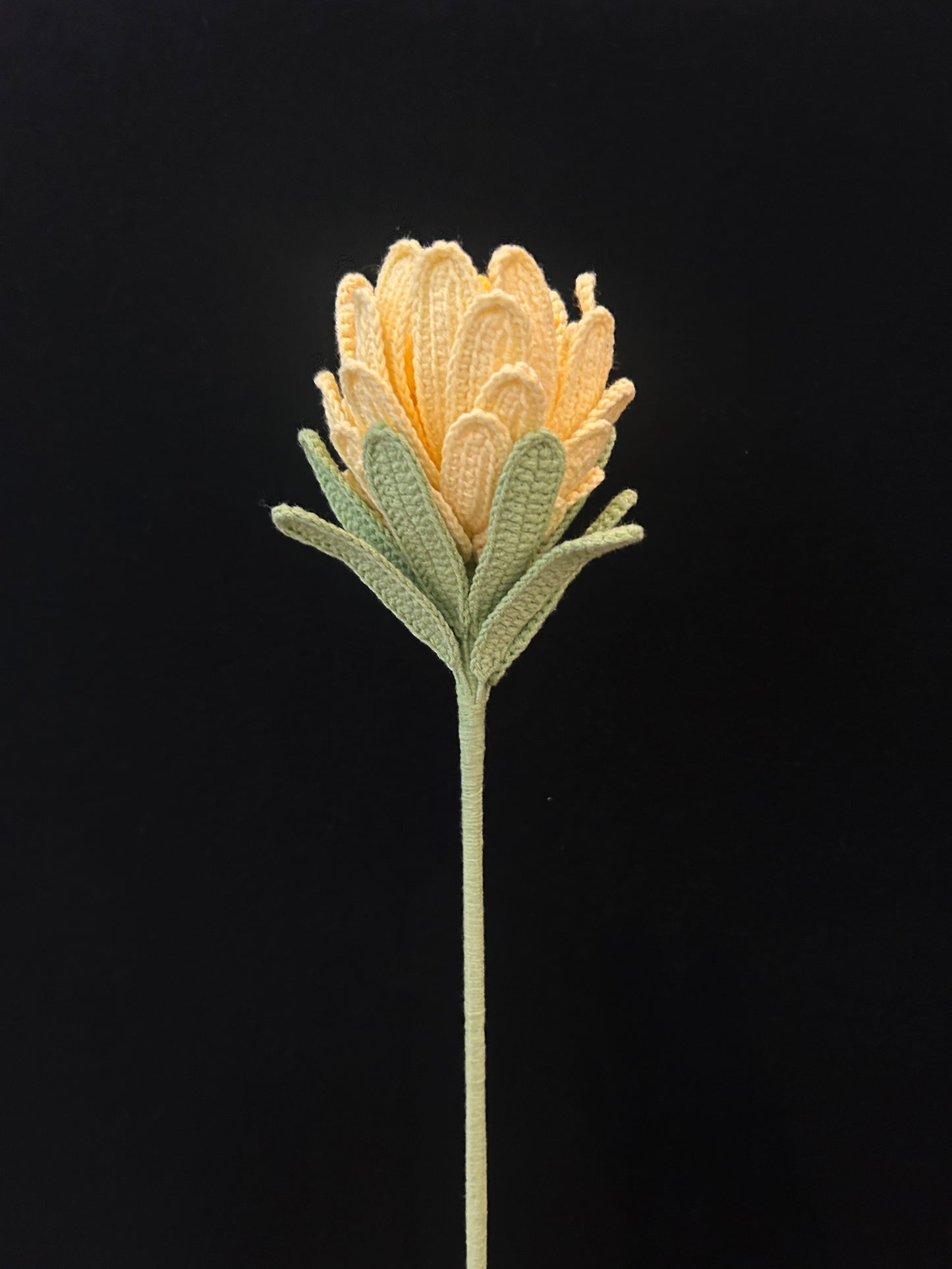 Princess Protea