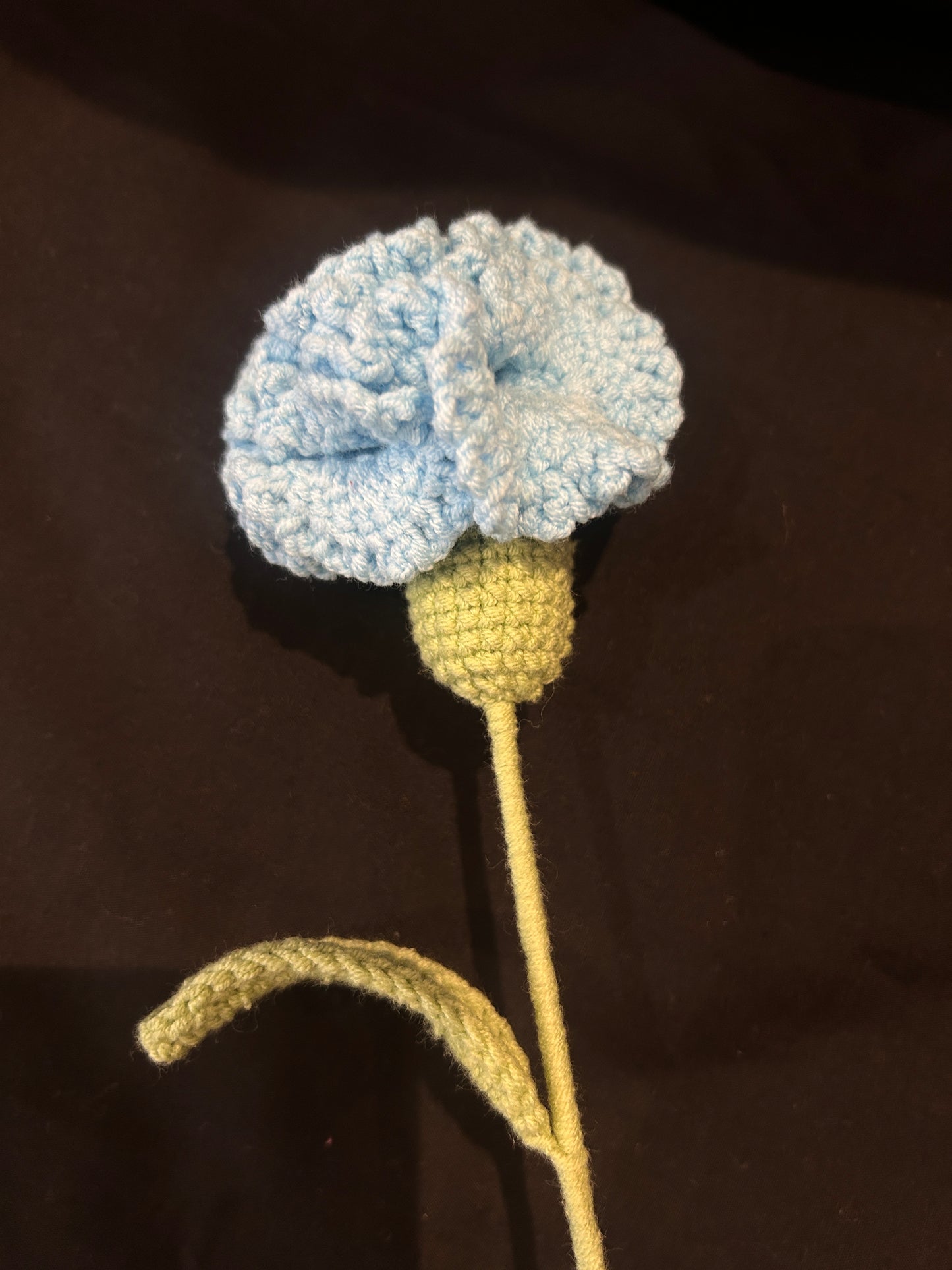 Carnation