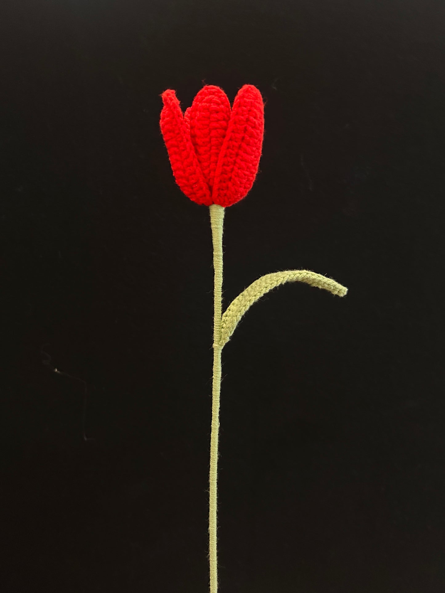 Tulip