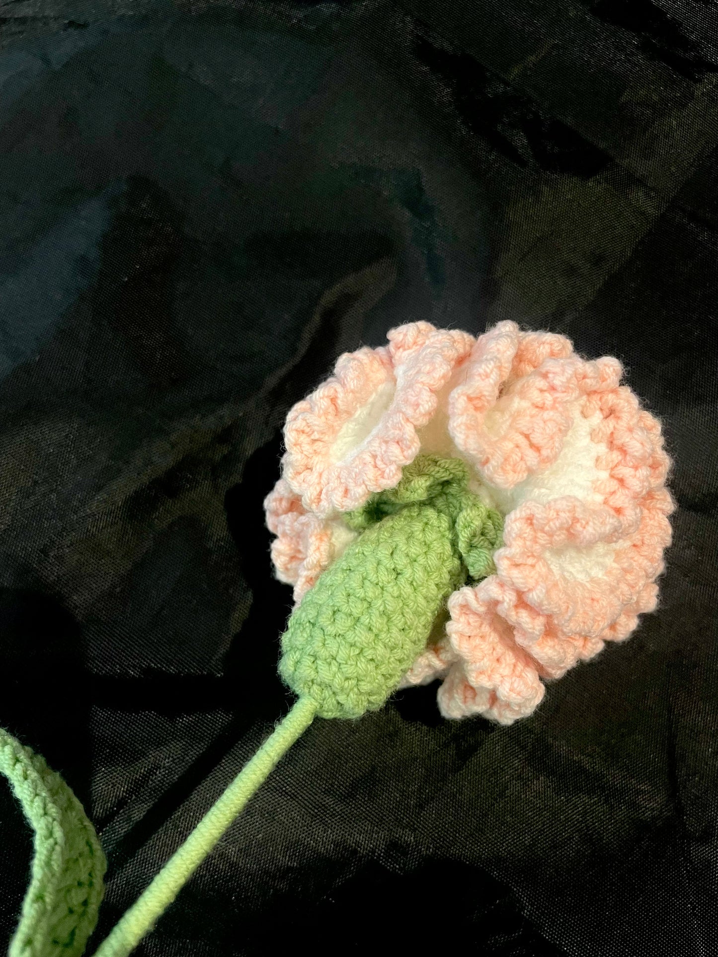 Carnation