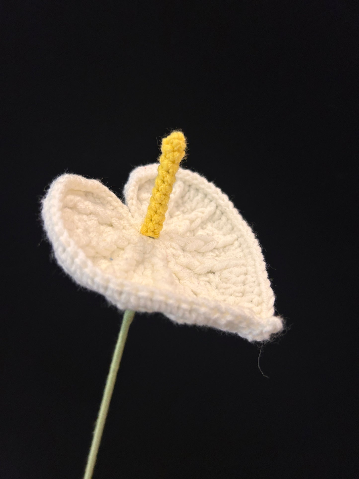 Anthurium