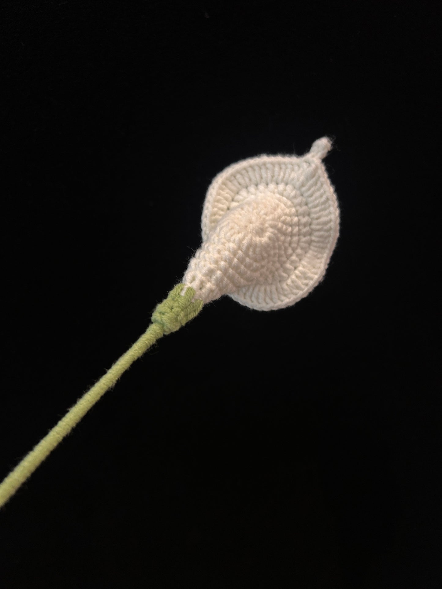 Calla Lily