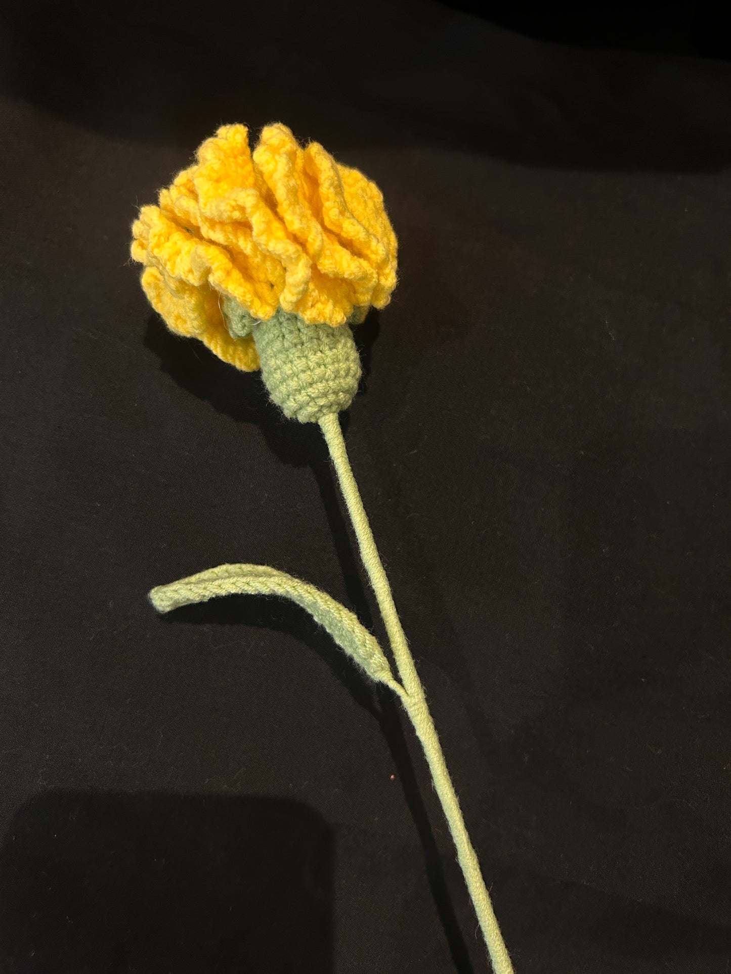 Carnation
