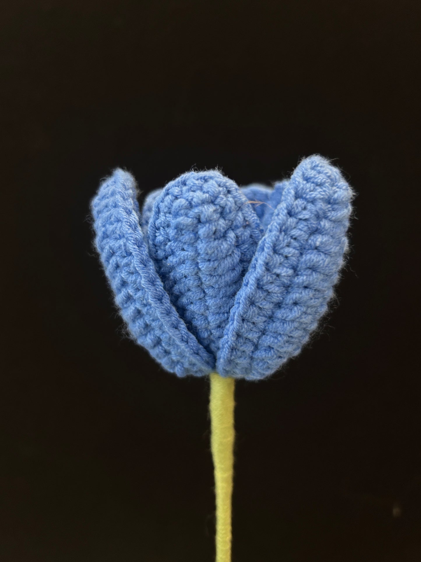 Tulip