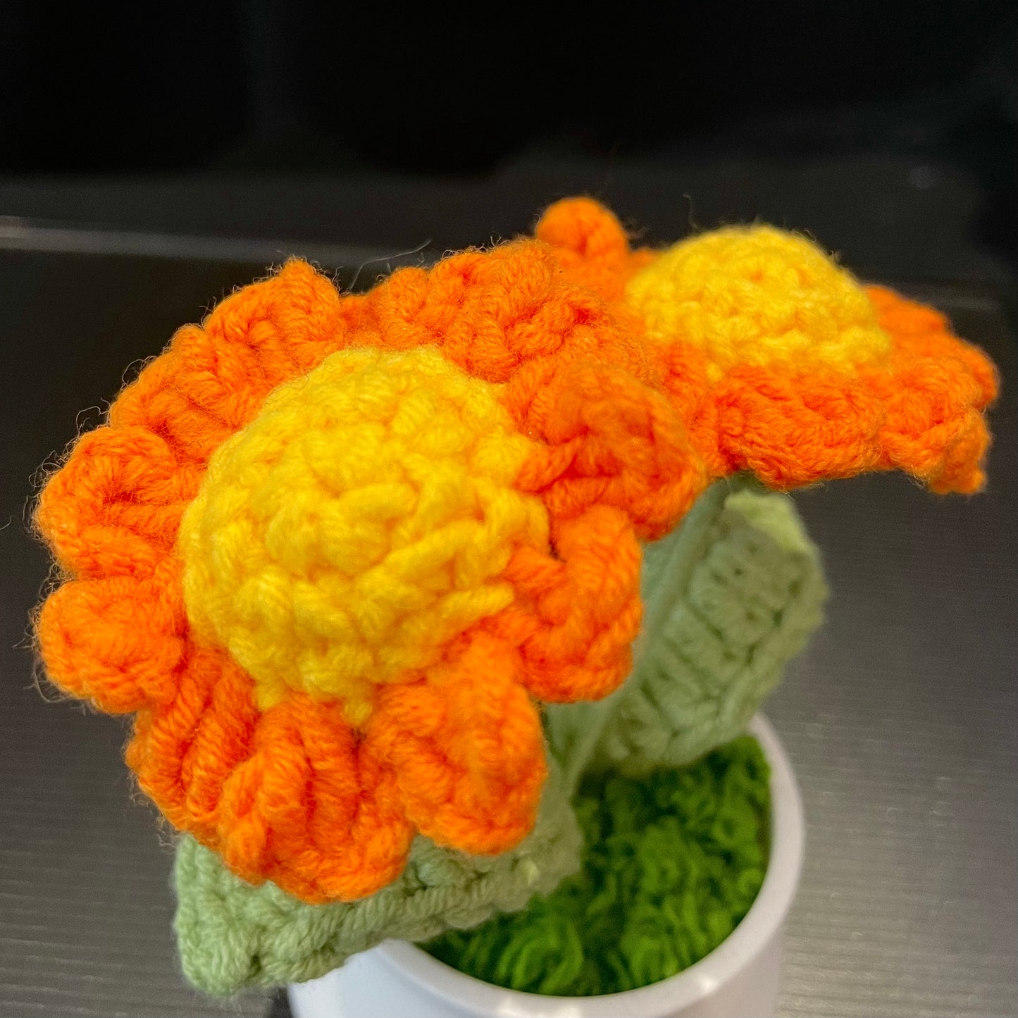 Daisy in White Pot