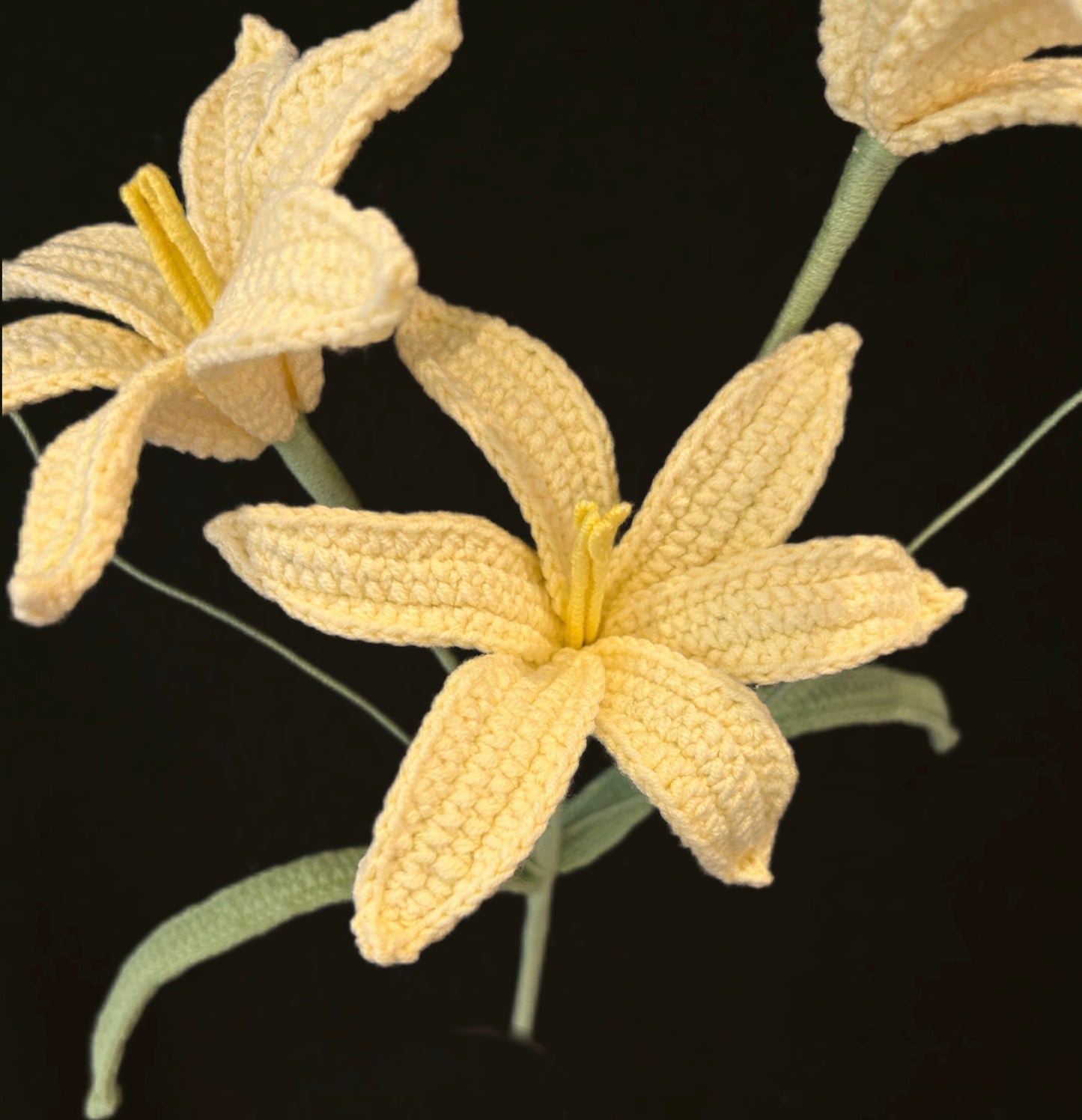 Zephyranthes Candida (Rain Lily)