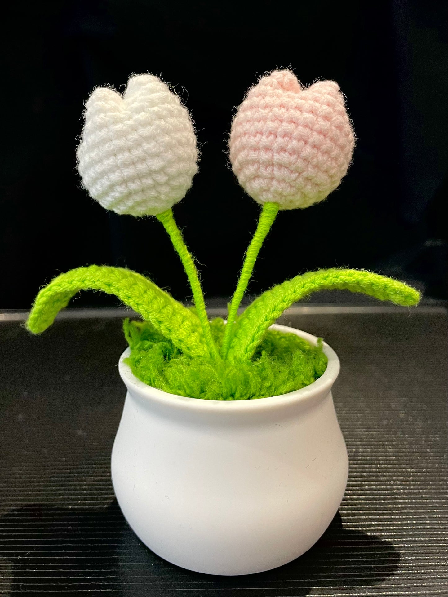 Tulip in White Pot