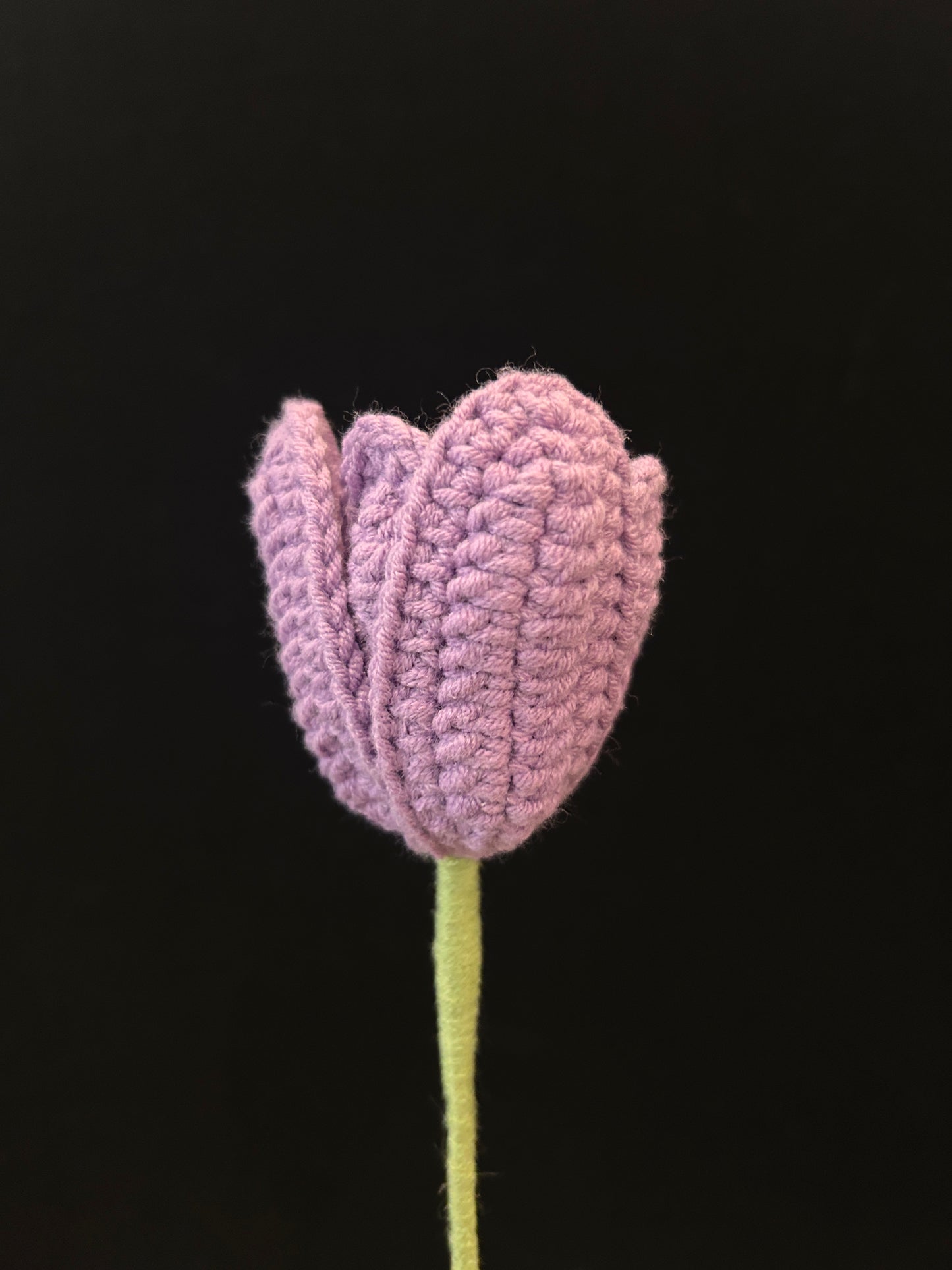 Tulip