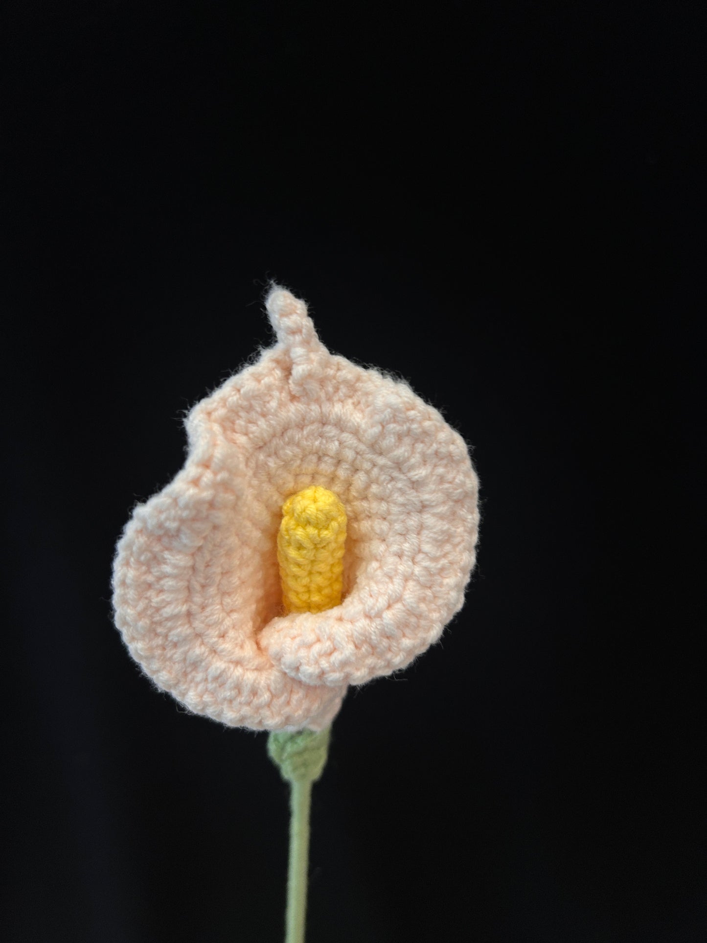Calla Lily