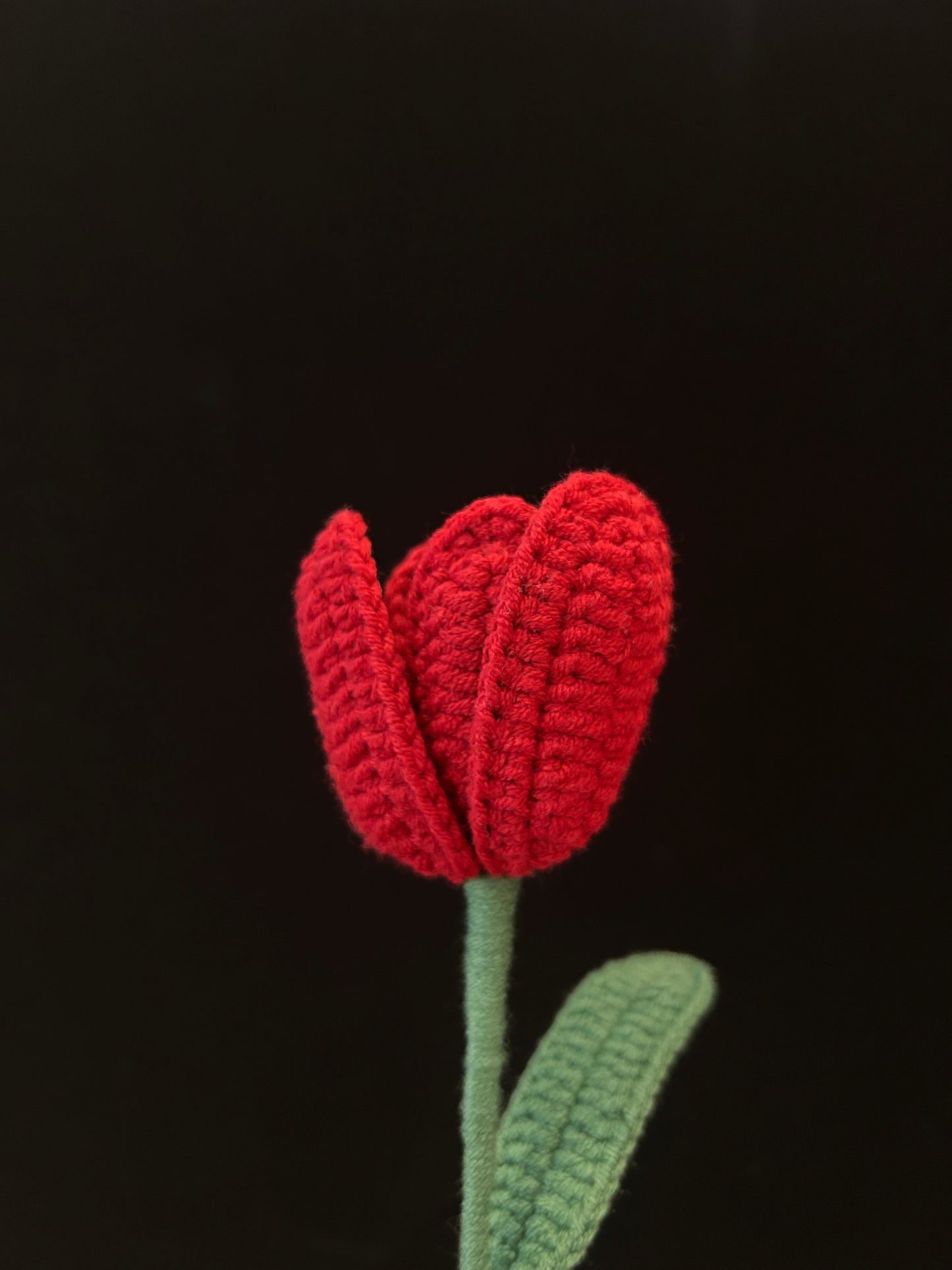Tulip