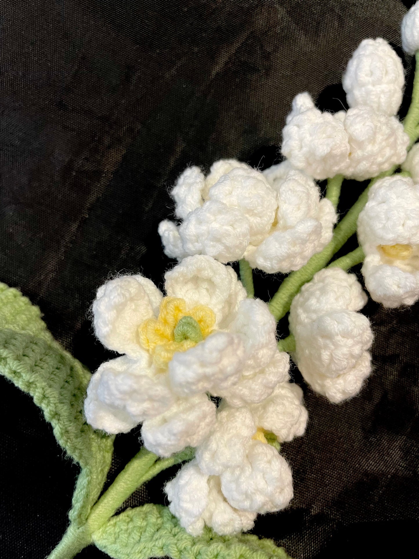 Delphinium