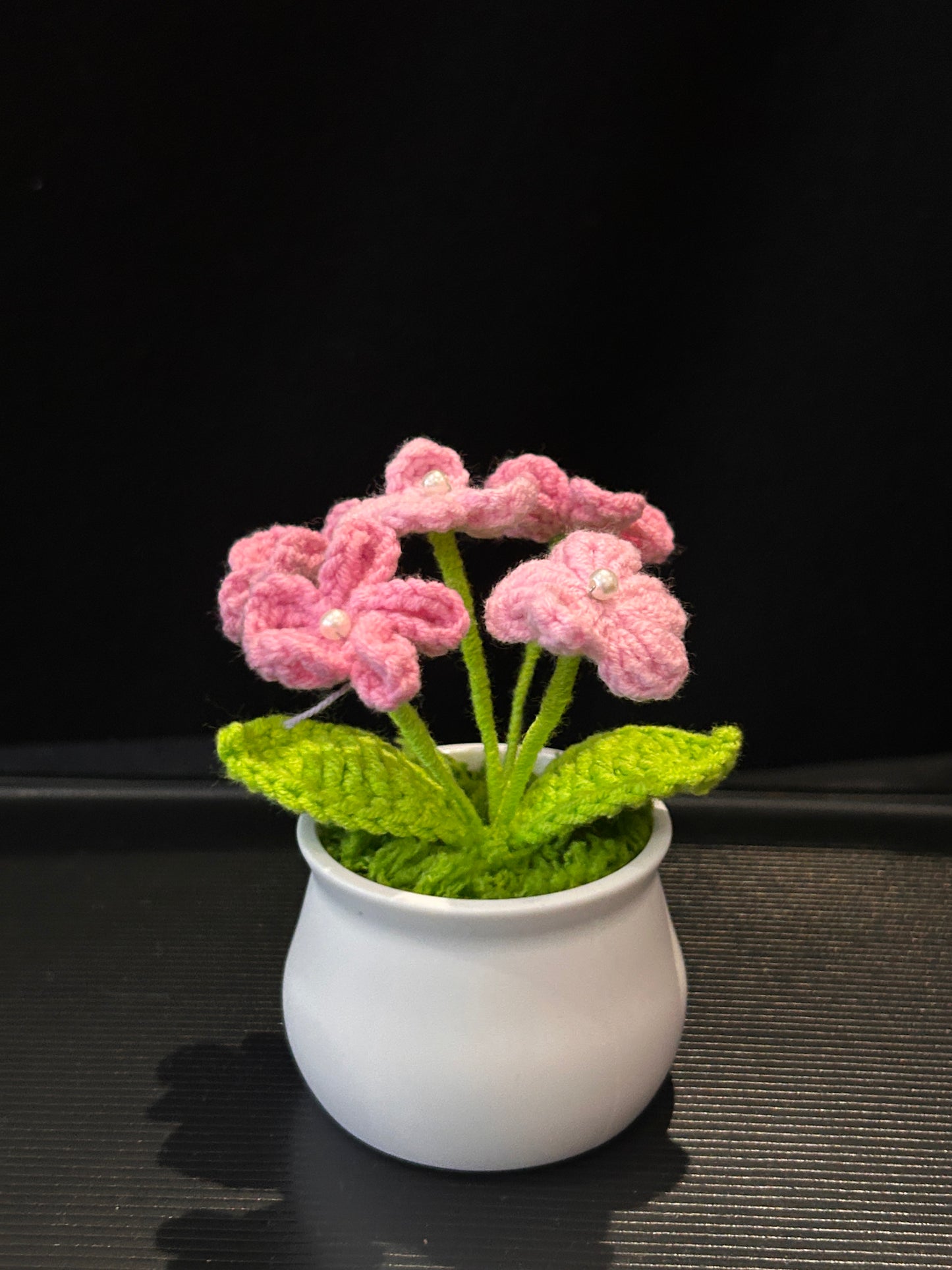 Forget-me-not in White pot