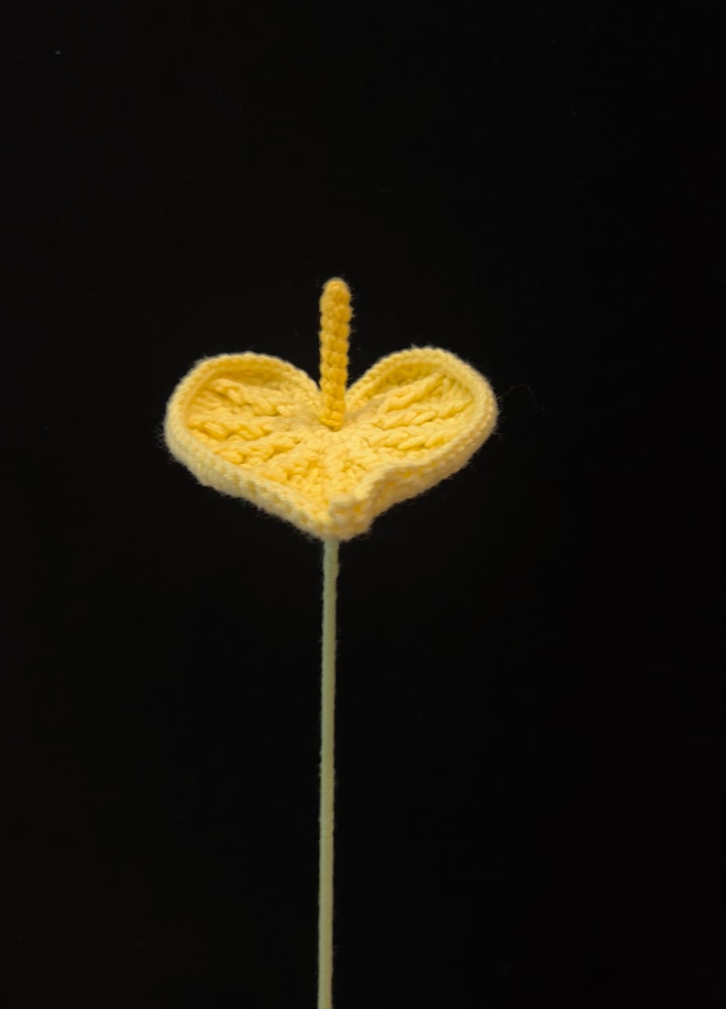 Anthurium