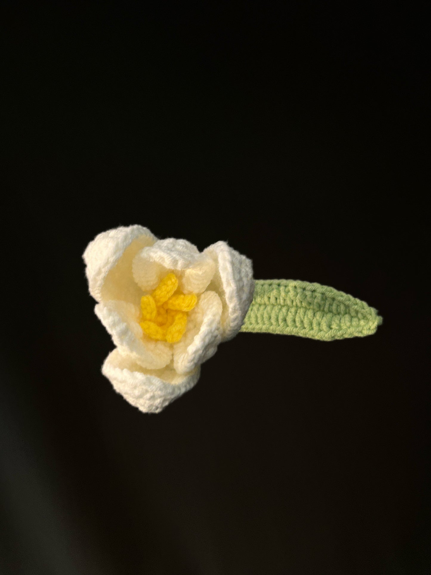 Tulip