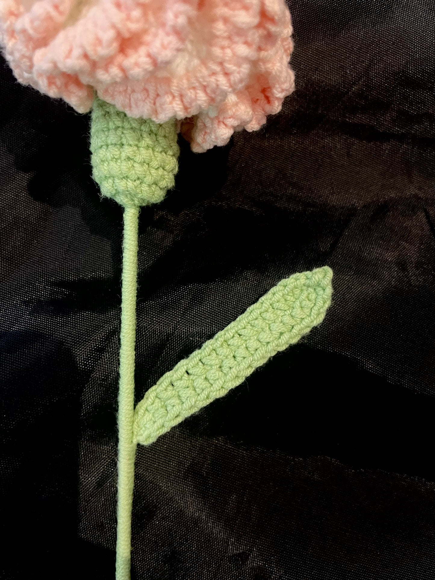 Carnation